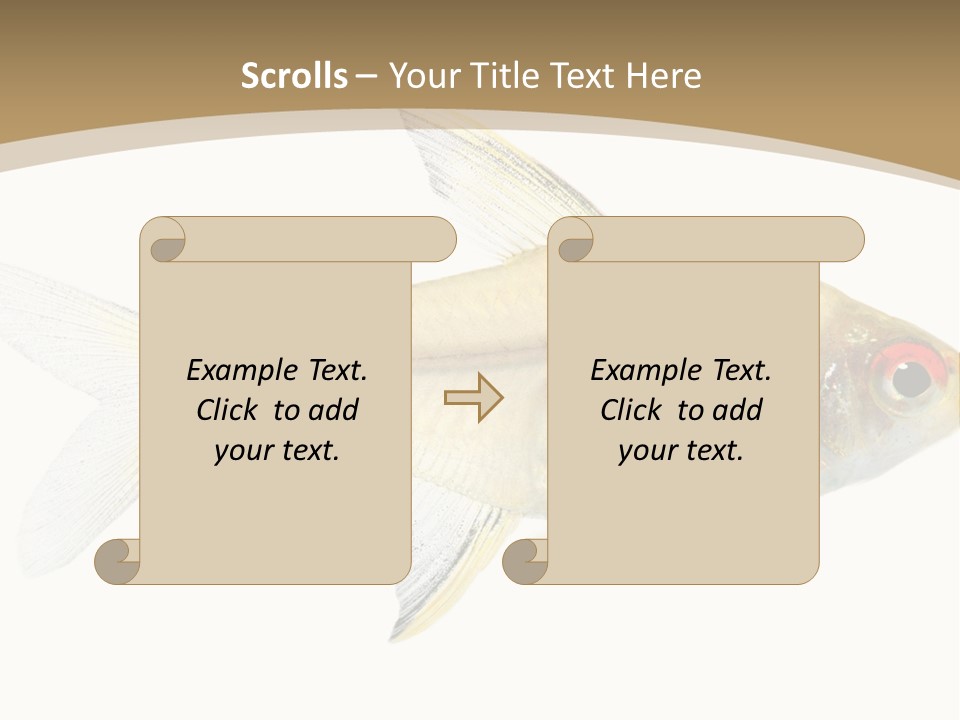 Hyphessobrycon Bentosi Fish In Front Of A White Background PowerPoint Template