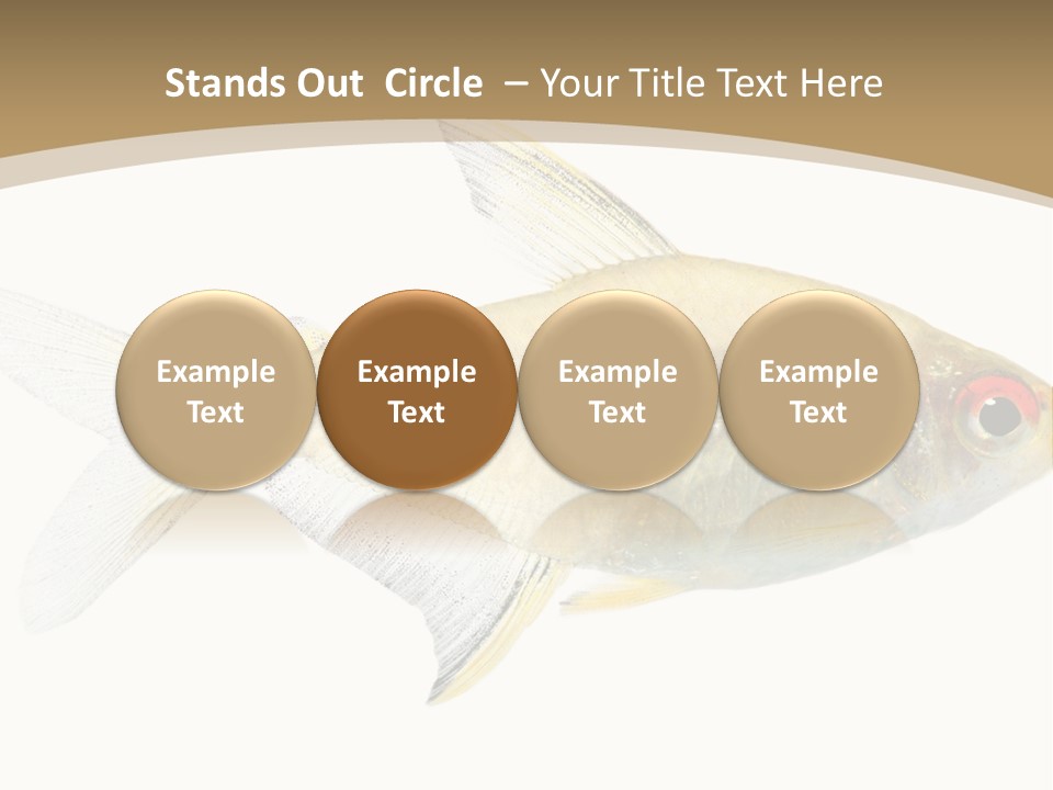 Hyphessobrycon Bentosi Fish In Front Of A White Background PowerPoint Template