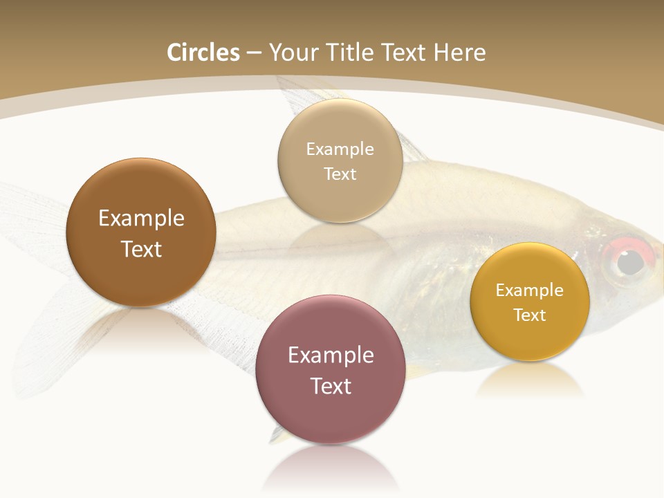 Hyphessobrycon Bentosi Fish In Front Of A White Background PowerPoint Template