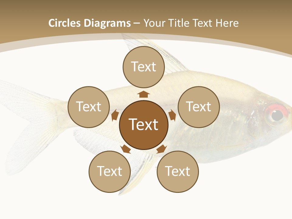 Hyphessobrycon Bentosi Fish In Front Of A White Background PowerPoint Template