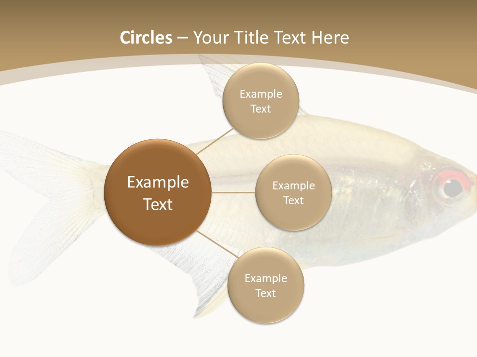 Hyphessobrycon Bentosi Fish In Front Of A White Background PowerPoint Template