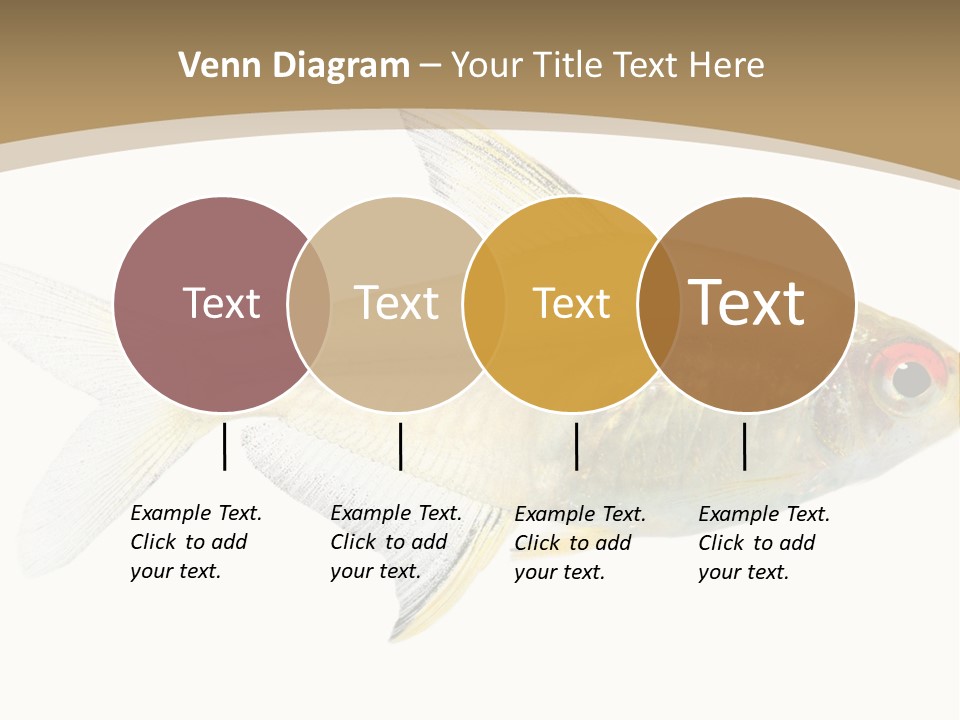 Hyphessobrycon Bentosi Fish In Front Of A White Background PowerPoint Template