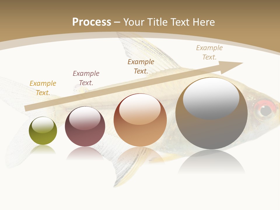 Hyphessobrycon Bentosi Fish In Front Of A White Background PowerPoint Template