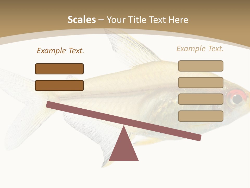 Hyphessobrycon Bentosi Fish In Front Of A White Background PowerPoint Template