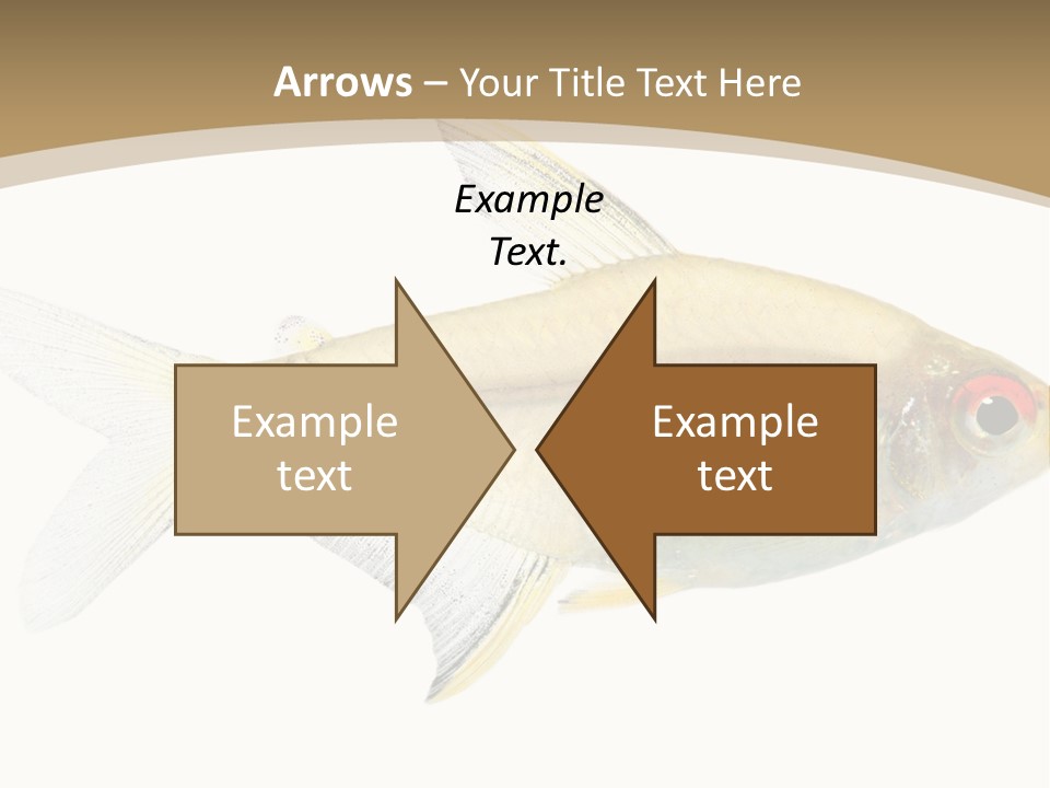 Hyphessobrycon Bentosi Fish In Front Of A White Background PowerPoint Template