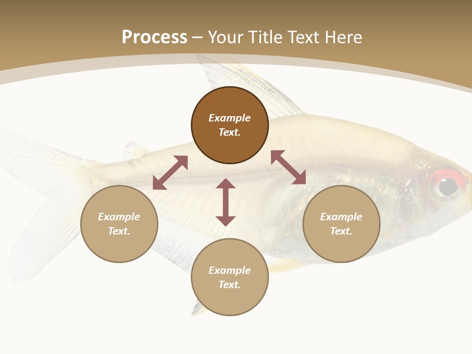 Hyphessobrycon Bentosi Fish In Front Of A White Background PowerPoint Template