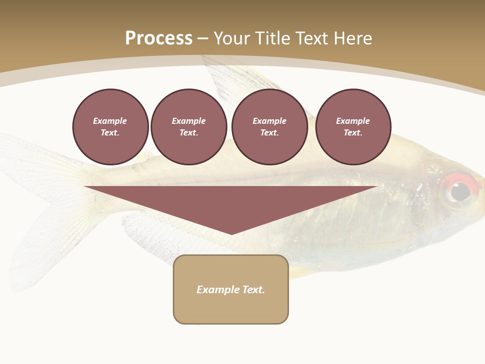 Hyphessobrycon Bentosi Fish In Front Of A White Background PowerPoint Template