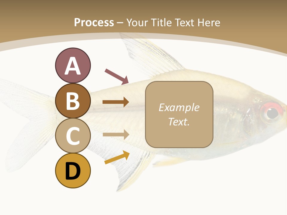 Hyphessobrycon Bentosi Fish In Front Of A White Background PowerPoint Template