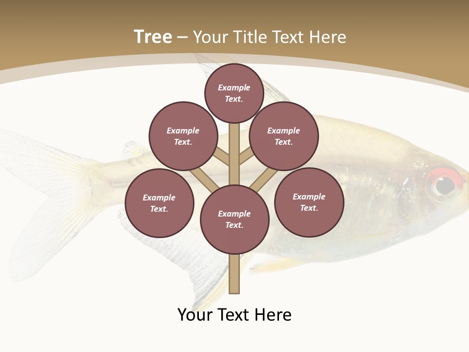 Hyphessobrycon Bentosi Fish In Front Of A White Background PowerPoint Template