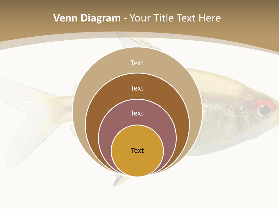 Hyphessobrycon Bentosi Fish In Front Of A White Background PowerPoint Template
