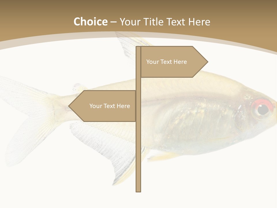 Hyphessobrycon Bentosi Fish In Front Of A White Background PowerPoint Template