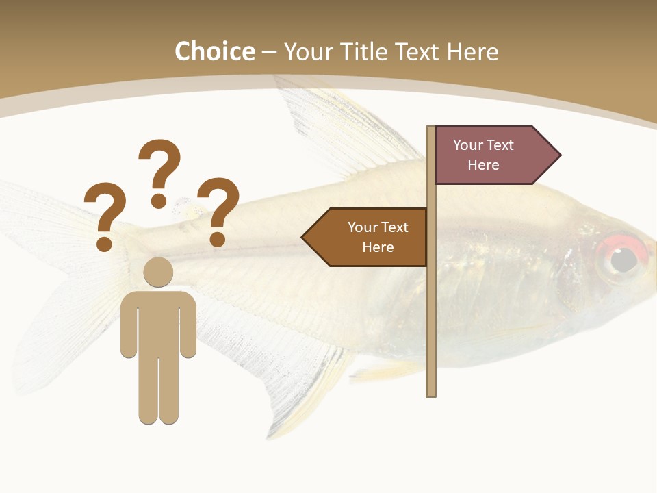 Hyphessobrycon Bentosi Fish In Front Of A White Background PowerPoint Template