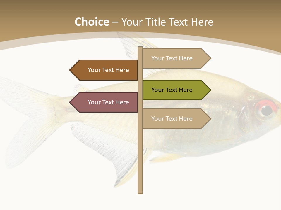 Hyphessobrycon Bentosi Fish In Front Of A White Background PowerPoint Template