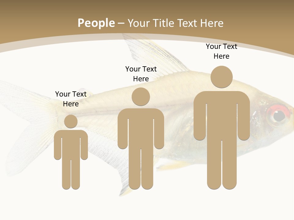 Hyphessobrycon Bentosi Fish In Front Of A White Background PowerPoint Template