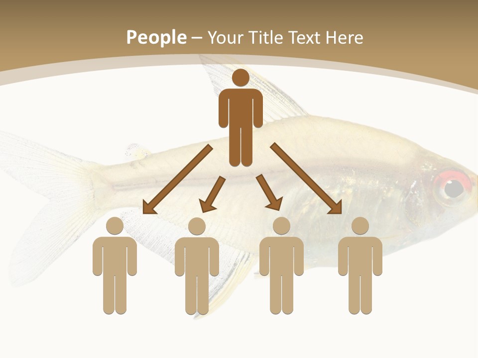 Hyphessobrycon Bentosi Fish In Front Of A White Background PowerPoint Template