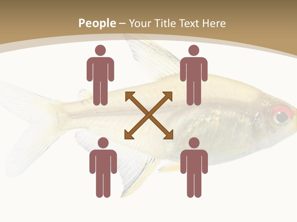 Hyphessobrycon Bentosi Fish In Front Of A White Background PowerPoint Template