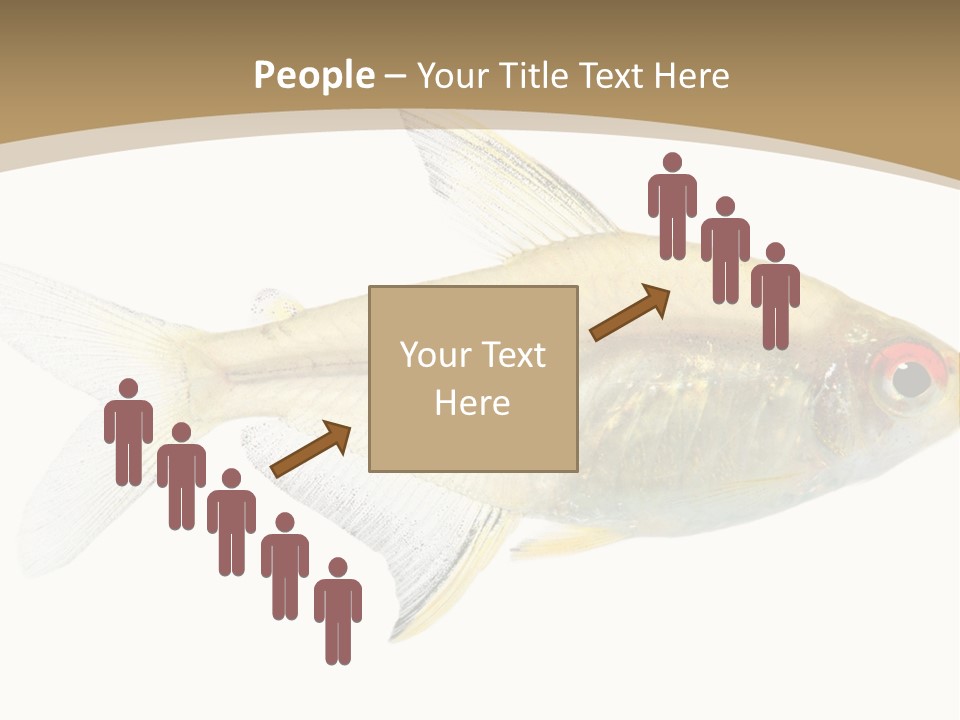 Hyphessobrycon Bentosi Fish In Front Of A White Background PowerPoint Template