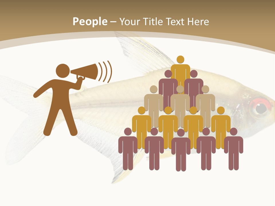 Hyphessobrycon Bentosi Fish In Front Of A White Background PowerPoint Template