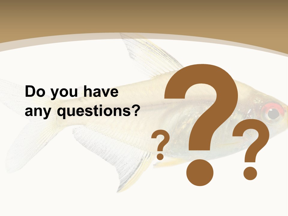 Hyphessobrycon Bentosi Fish In Front Of A White Background PowerPoint Template