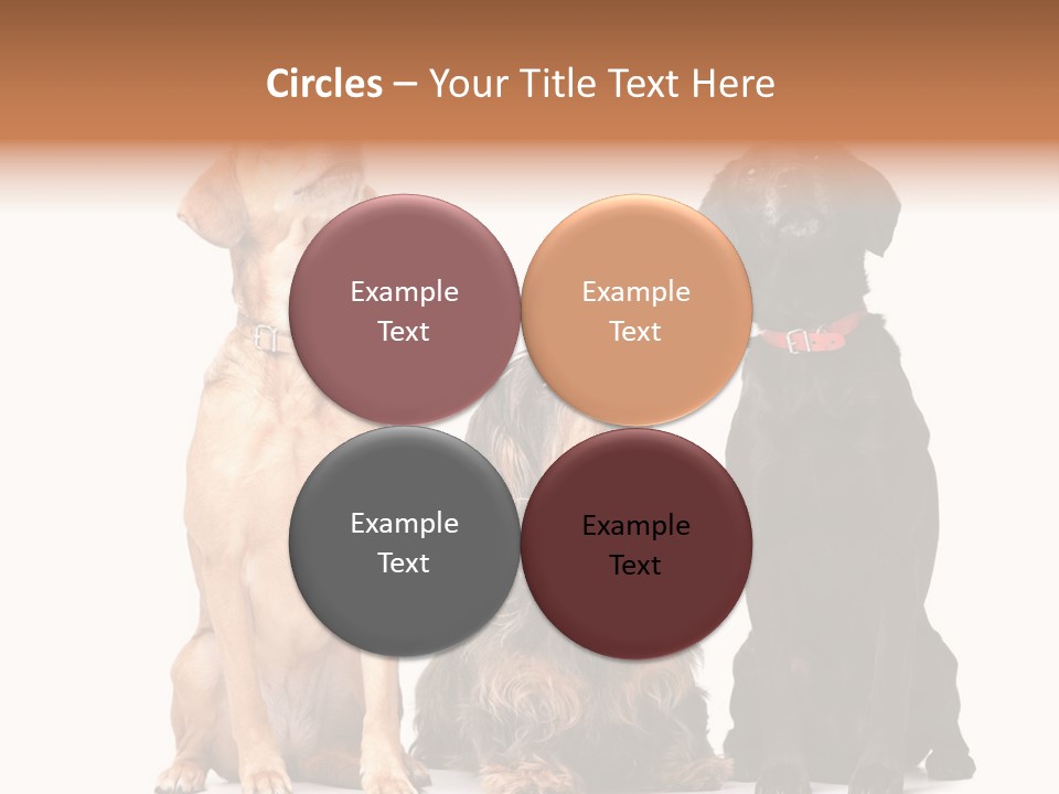 Juvenile California Condor PowerPoint Template