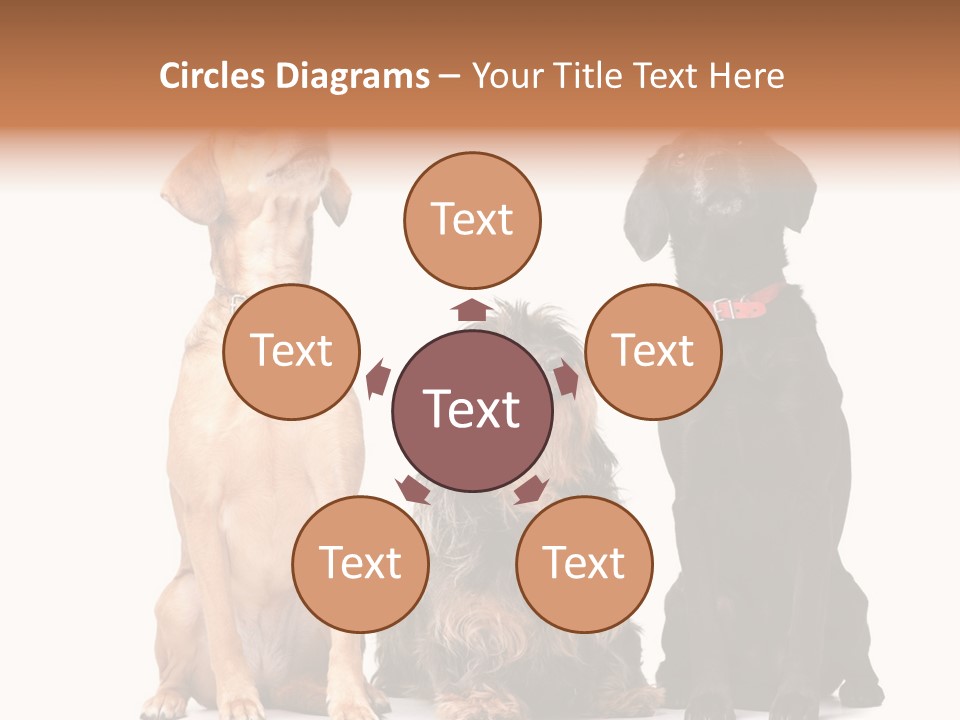 Juvenile California Condor PowerPoint Template