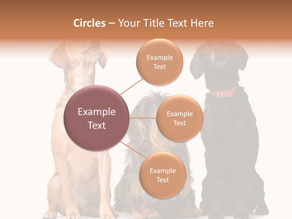 Juvenile California Condor PowerPoint Template