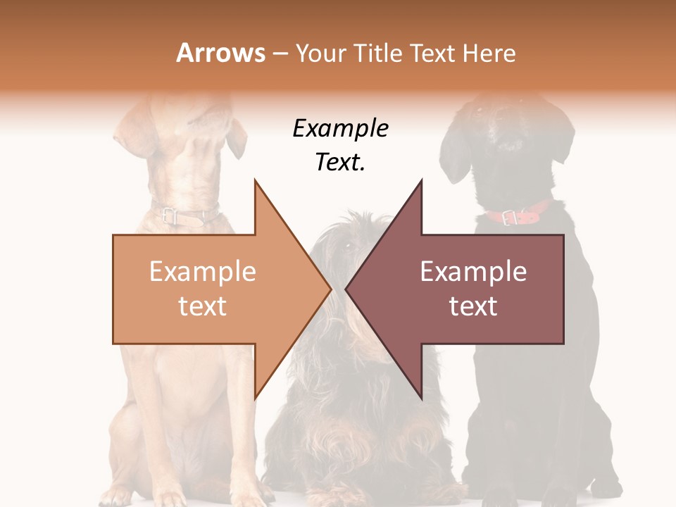 Juvenile California Condor PowerPoint Template