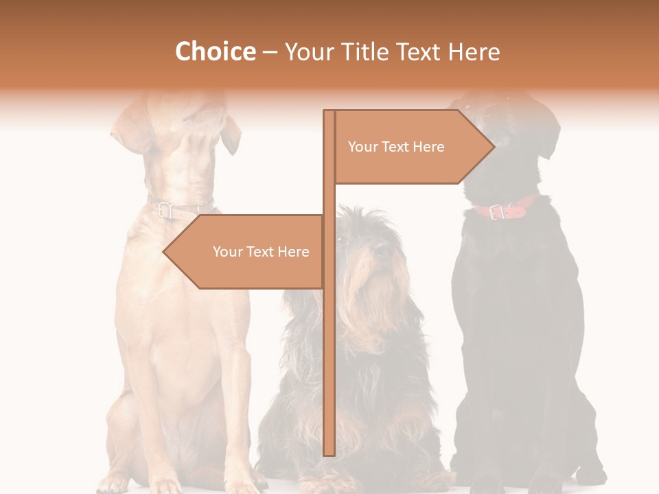 Juvenile California Condor PowerPoint Template