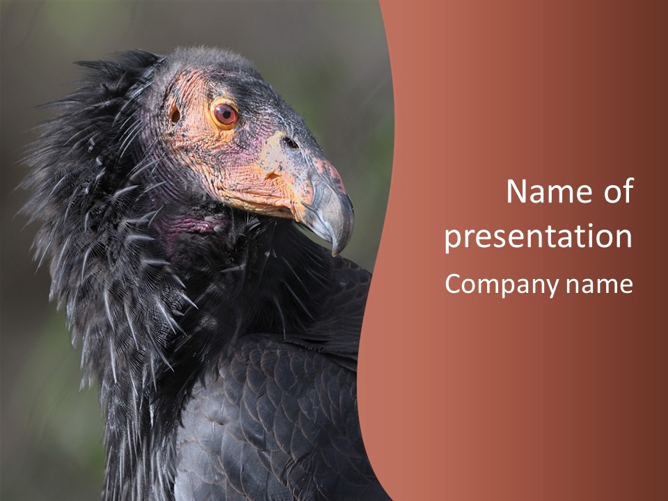Juvenile California Condor PowerPoint Template