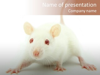 Rat PowerPoint Template