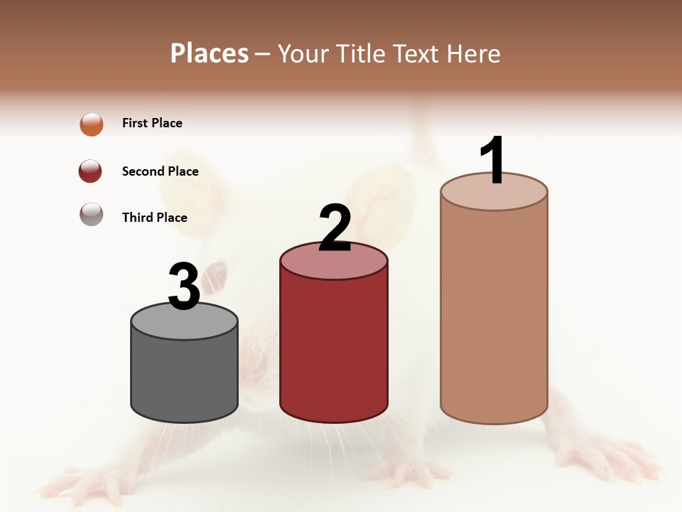 Rat PowerPoint Template