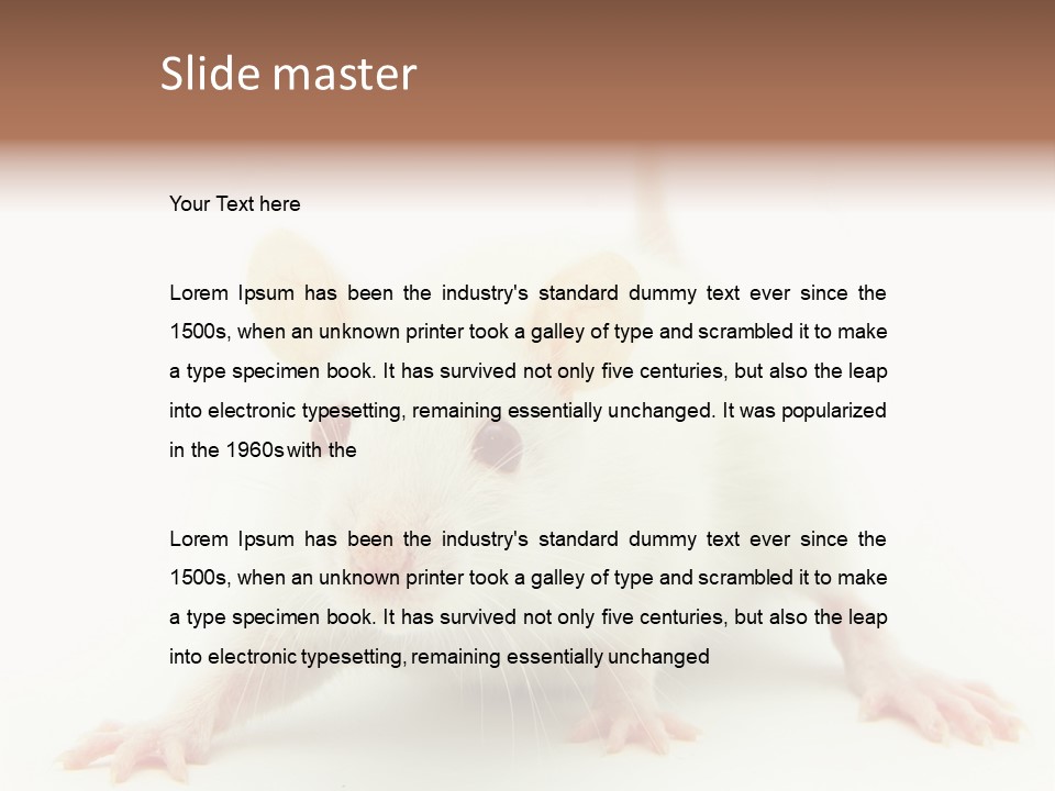 Rat PowerPoint Template