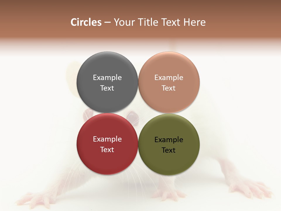 Rat PowerPoint Template
