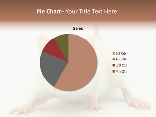 Rat PowerPoint Template