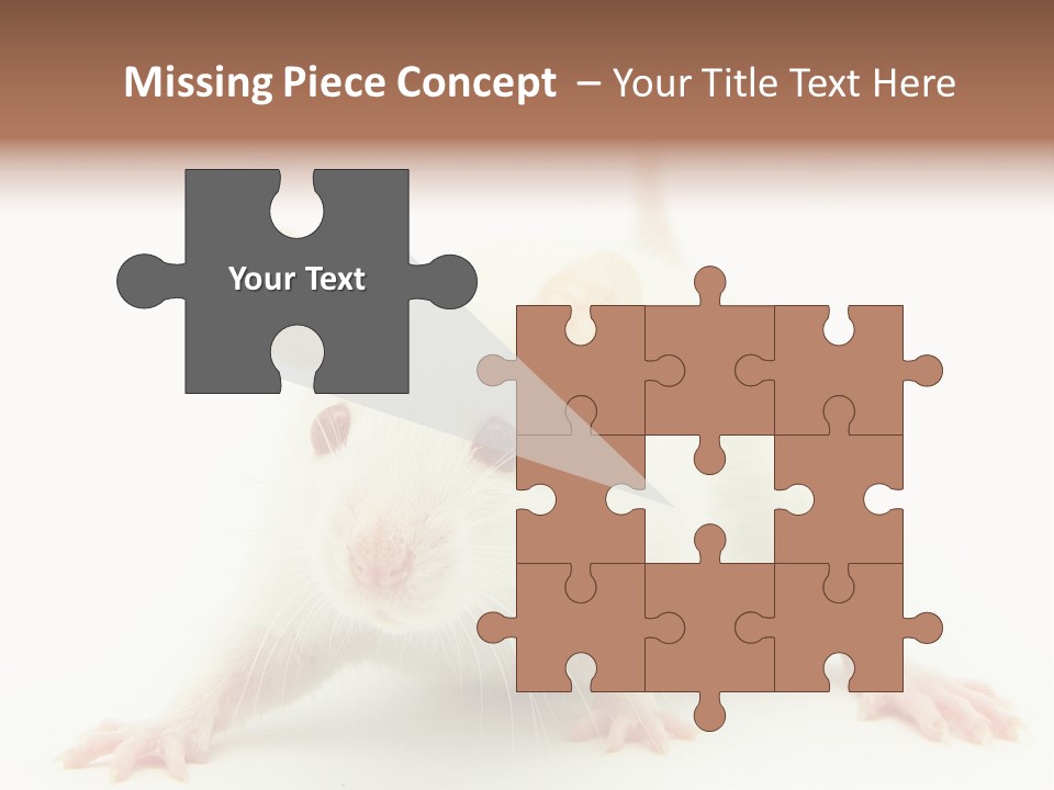 Rat PowerPoint Template