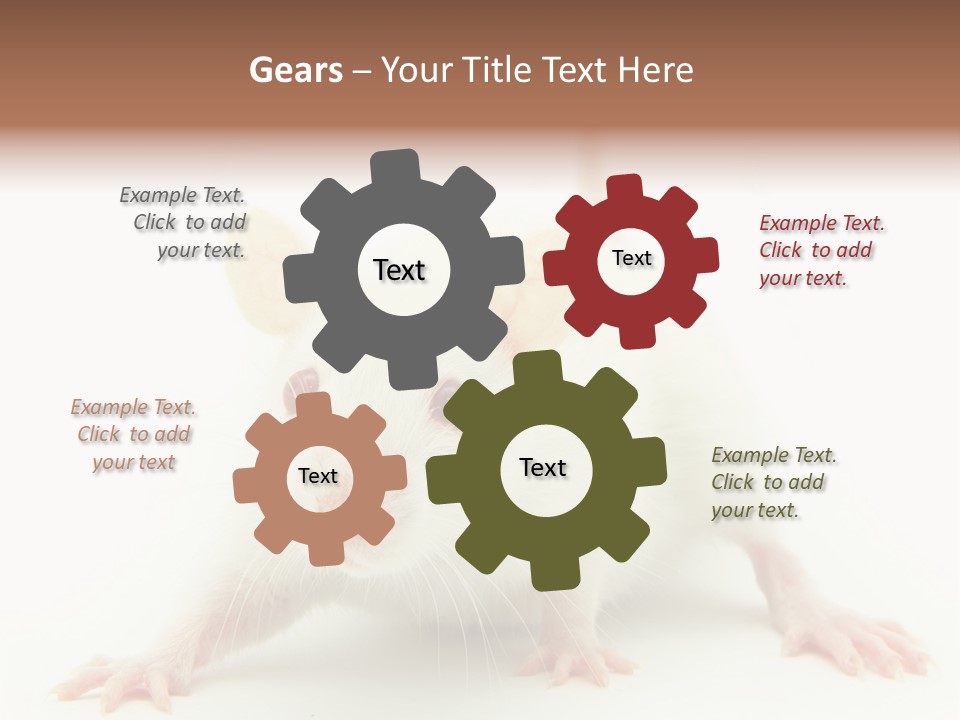 Rat PowerPoint Template