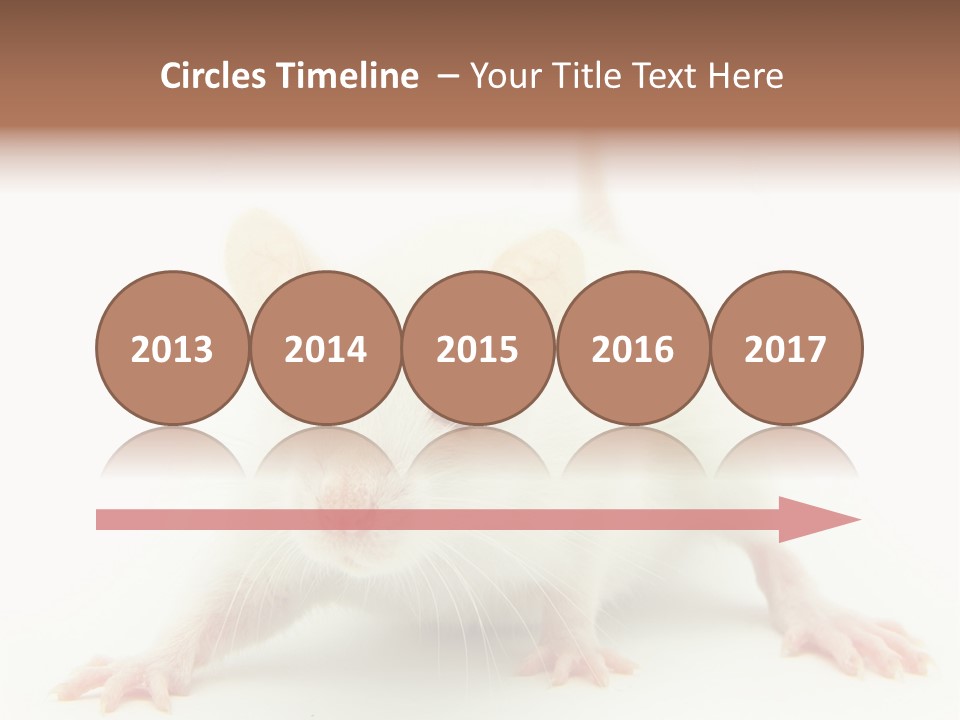 Rat PowerPoint Template