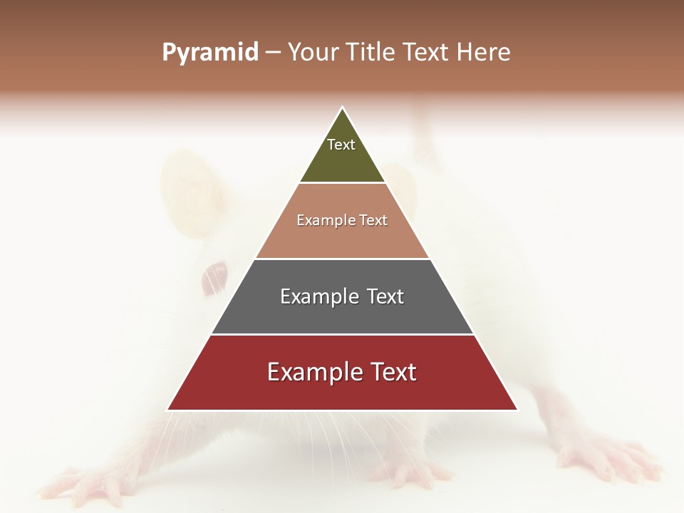 Rat PowerPoint Template