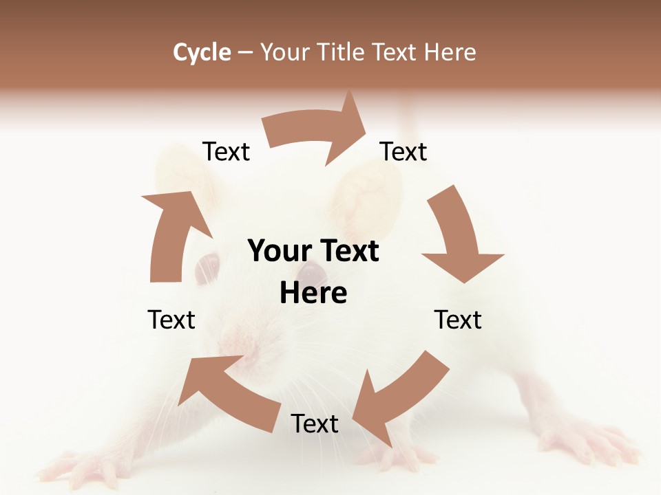 Rat PowerPoint Template