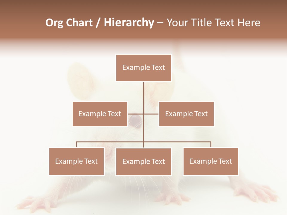 Rat PowerPoint Template