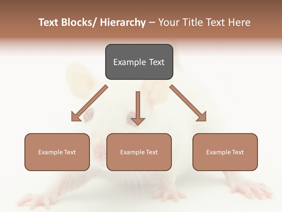 Rat PowerPoint Template