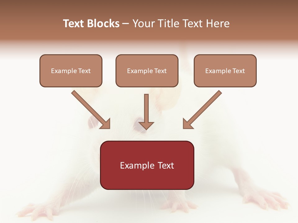Rat PowerPoint Template