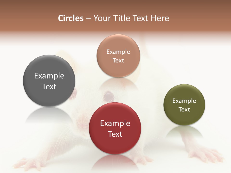 Rat PowerPoint Template