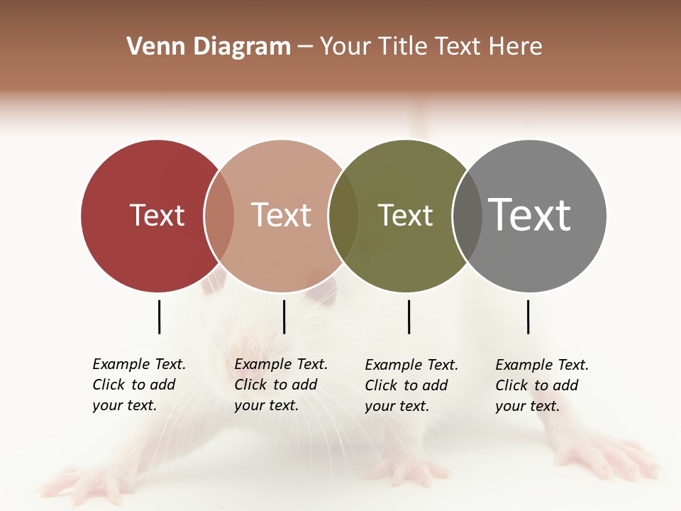 Rat PowerPoint Template