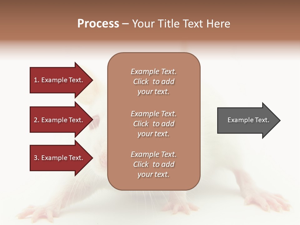 Rat PowerPoint Template