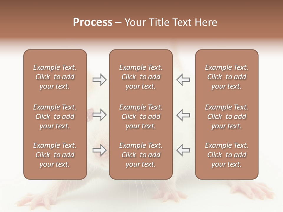 Rat PowerPoint Template