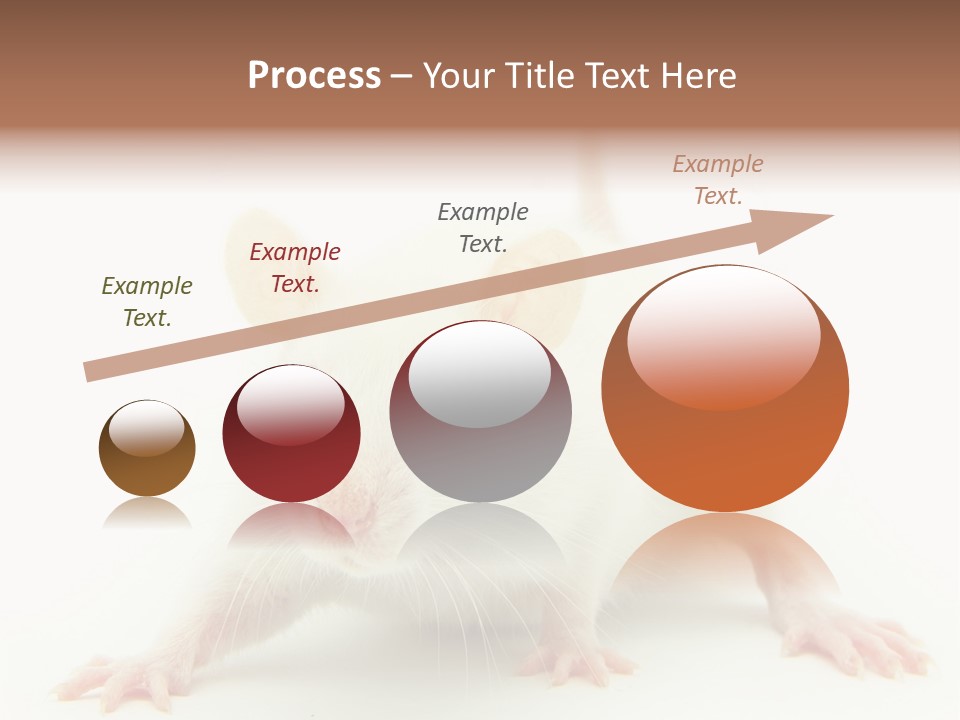 Rat PowerPoint Template
