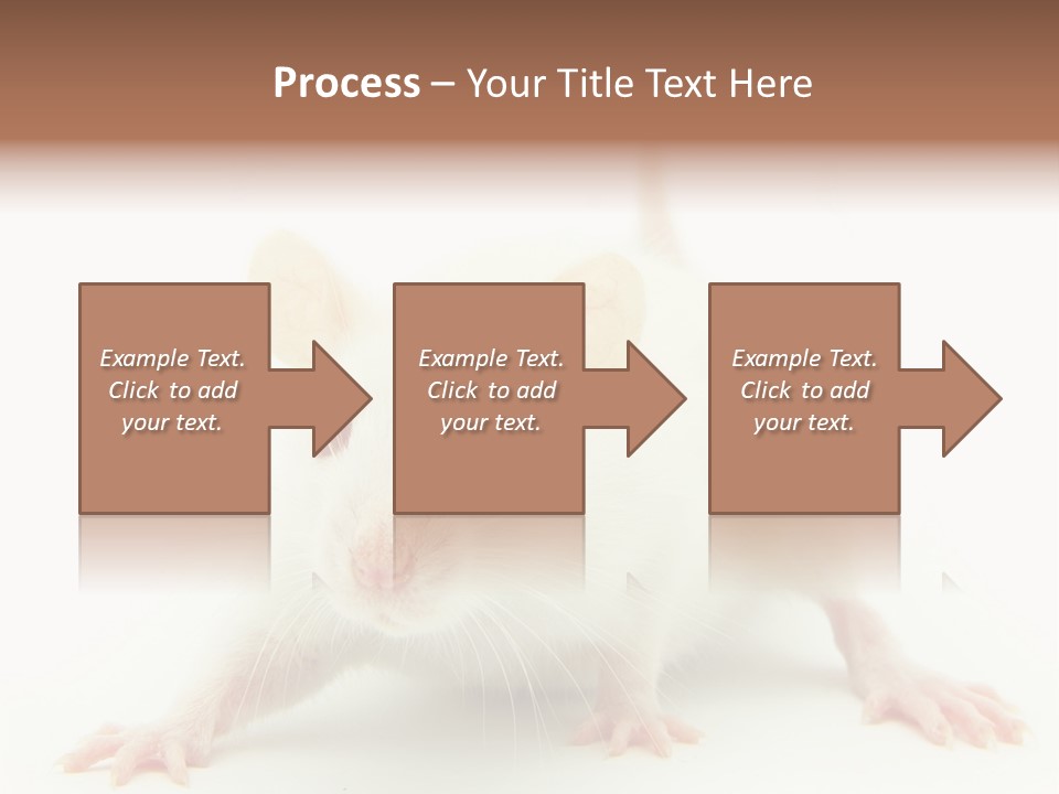 Rat PowerPoint Template