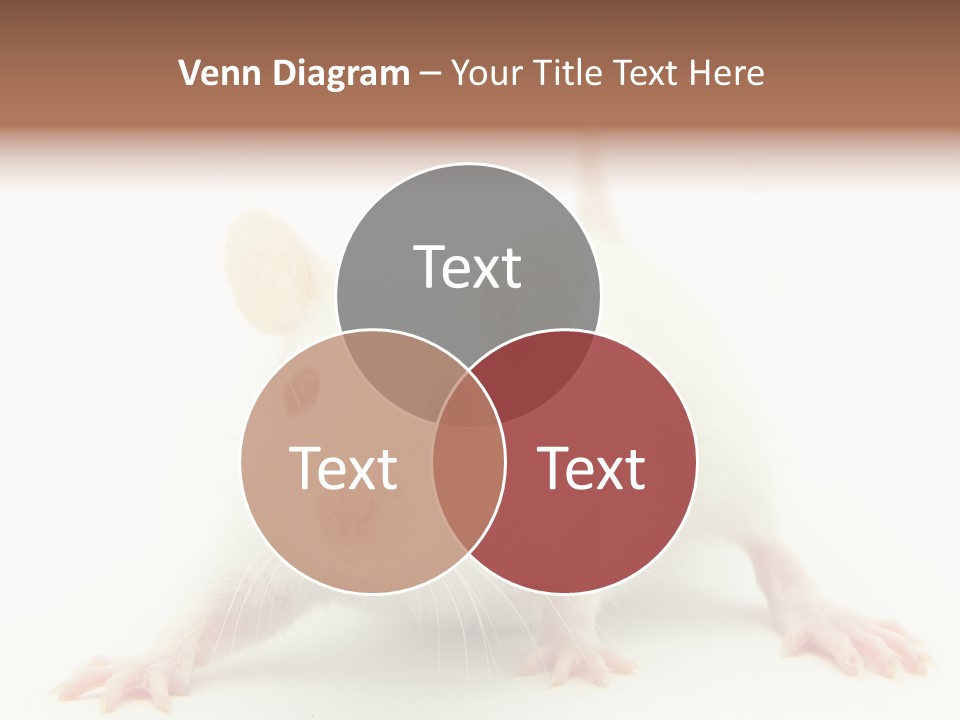 Rat PowerPoint Template