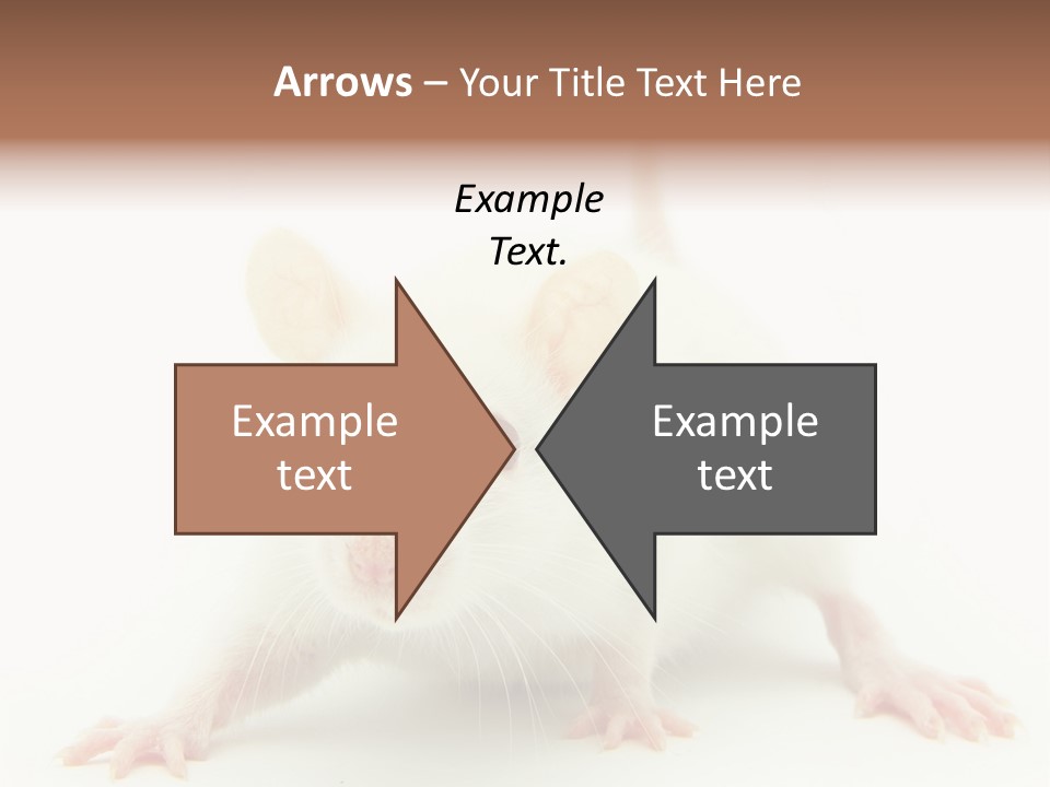 Rat PowerPoint Template